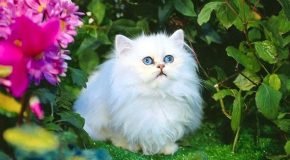 Fleurs, paysages, animaux et humains dans des clichés très mignons!