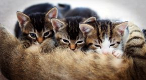 D’admirables chats et des explications sur leur ronronnement