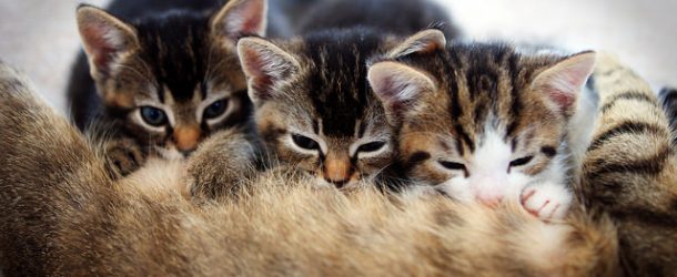 D’admirables chats et des explications sur leur ronronnement