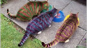 Body-painting sur chats, c&rsquo;est beau, mais horrible pour ces félins!