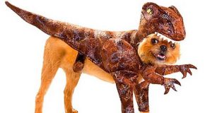 Déguisements insolites de chiens pour la fête d’Halloween