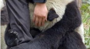 Des pandas sauvés en Chine après un fort séisme qui les a bouleversés