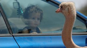 Clichés de paysages très rares, d’animaux aussi… A apprécier
