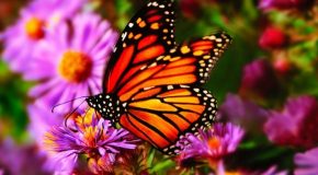 Pour les enfants et les fans des papillons, un beau ppt tout en couleur!