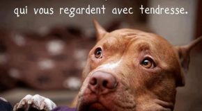 Diaporama trop cool sur les chiens avec des vérités et des photos
