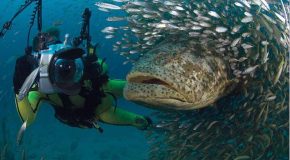 Les meilleures photos de la nature de Nature’s Best Photography