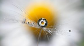 La nature vue en macro, elle est encore plus merveilleuse!