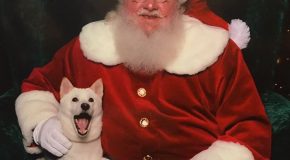 Une chienne qui adore le Père Noël le rencontre en vrai!