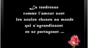 Citations sur la tendresse avec de sublimes clichés d&rsquo;animaux et leurs petits