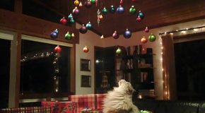 Le sapin de Noël et les chats et chiens, une solution existe toujours