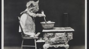 Les chats de 1915 dans des clichés en noir et blanc et des mises en scène