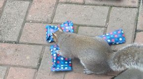 Des petits cadeaux de Noël pour les écureuils de leur quartier