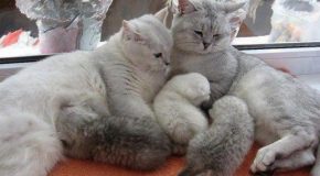 Des chats et leurs petits avec du texte qui explique chaque scène