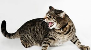 Belle leçon sur les chats, à voir et lire en entier pour mieux les adorer