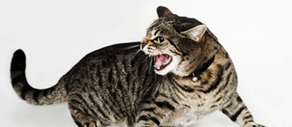 Belle leçon sur les chats, à voir et lire en entier pour mieux les adorer