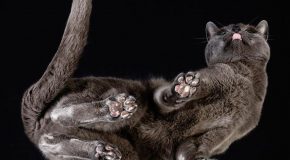 Les chats vus autrement, un projet du photographe Andrius Burba