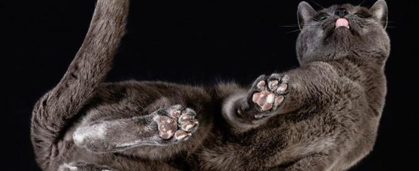 Les chats vus autrement, un projet du photographe Andrius Burba