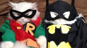 Cosplay pour chats, les gens font n’importe quoi de leur matou!