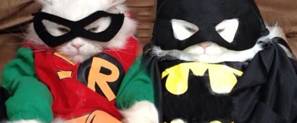 Cosplay pour chats, les gens font n&rsquo;importe quoi de leur matou!