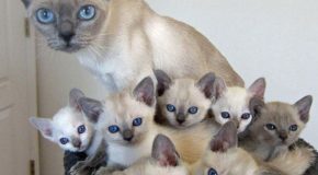 Chatte et chatons qui portent les mêmes robes et qui ont les mêmes yeux