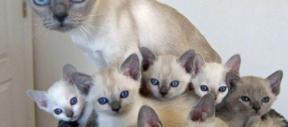 Chatte et chatons qui portent les mêmes robes et qui ont les mêmes yeux