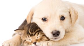Amitié entre chiens et chats qui partagent tout dans la vie