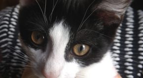 Chaton plein de puces sauvé à la dernière minute par un humain