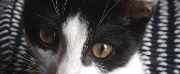 Chaton plein de puces sauvé à la dernière minute par un humain