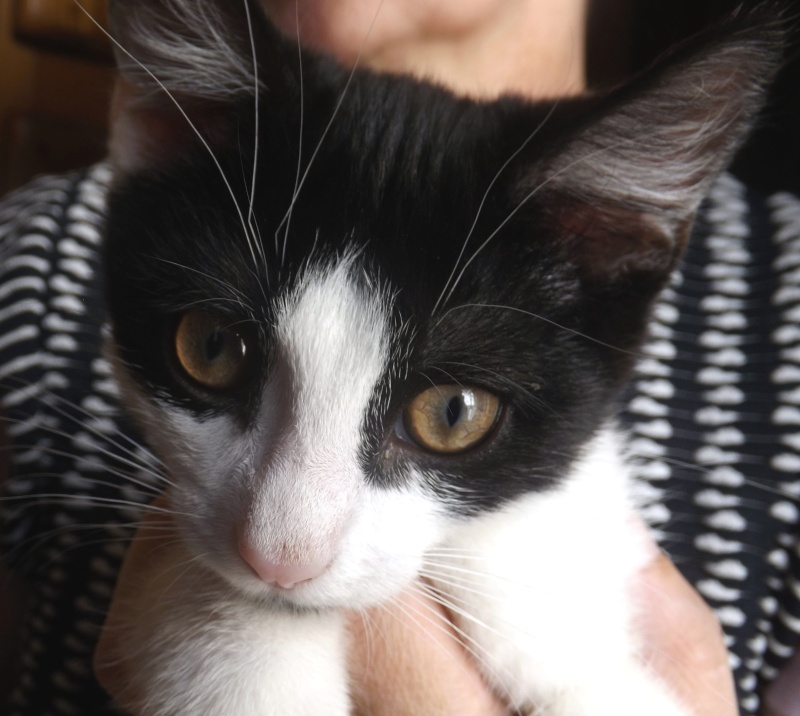 Chaton plein de puces sauvé à la dernière minute par un humain