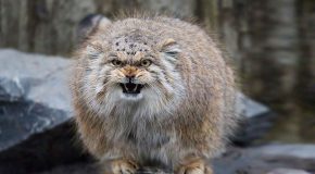 Le chat de Pallas, l’animal le plus beau, le plus drôle et le plus expressif au monde