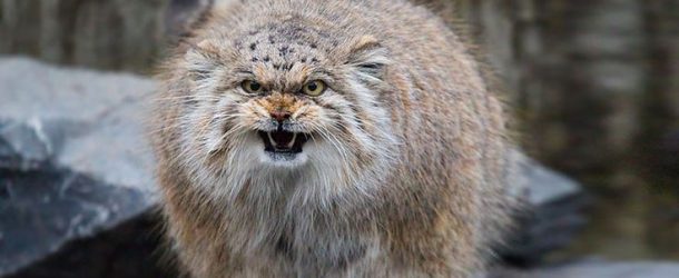 Le chat de Pallas, l’animal le plus beau, le plus drôle et le plus expressif au monde