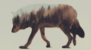 Les animaux d&rsquo;Andreas Lie avec une moitié paysage pour plus d&rsquo;originalité