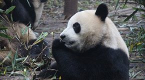 Des pandas s&rsquo;amusent, dorment et prennent le biberon, c&rsquo;est trop beau à voir!
