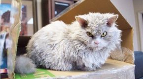 Ce chat à l’apparence méchant séduit du monde sur Instagram , c’est un beau matou très gentil!