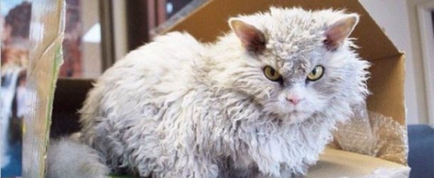 Ce chat à l’apparence méchant séduit du monde sur Instagram , c’est un beau matou très gentil!