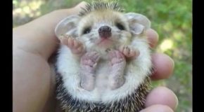 Bébés animaux dont la naissance a fait le bonheur de milliers de personnes dans le monde