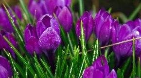 Après la pluie, les paysages changent remarquablement de décor