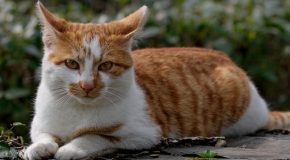 Des chats dans la rue au Japon, ils ne demandent qu&rsquo;un peu d&rsquo;attention, les pauvres amours!