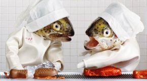 Les poissons mis en scène par l’artiste-photographe Française Anne Catherine Becker Echivard