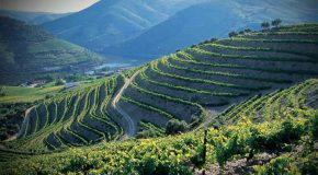 La vallée du Douro au Portugal, un lieu plein de charme à découvrir sans attendre