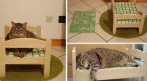 Des lits pour chats, chiens et lapins, faits sur mesure. Ces animaux de compagnie ont tout ce qu’il leur faut!