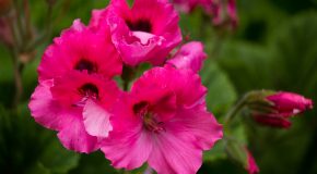 Des fleurs de toutes les variétés pour les personnes qui savent les apprécier