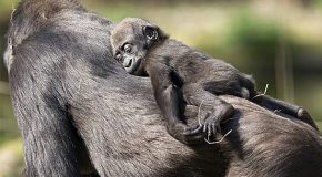 La puissance du lien maternel avec des clichés d&rsquo;animaux et leurs petits