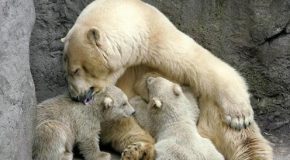 Les plus belles photographies de mamans animaux et leurs petits