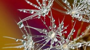La nature recouverte de givre, un spectacle féerique à découvrir au plus vite!