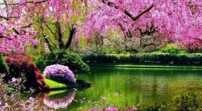 Le printemps avec de sublimes clichés de fleurs et des poèmes