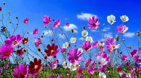 De sublimes fleurs avec leur nom et une très belle musique toute douce!
