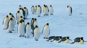 Jolie chanson, mais aussi des pingouins dans leur quotidien en Antarctique