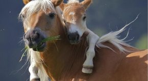 La beauté des chevaux et miroirs naturels avec de beaux clichés