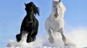 La beauté des chevaux dans de superbes tableaux juste pour les fans